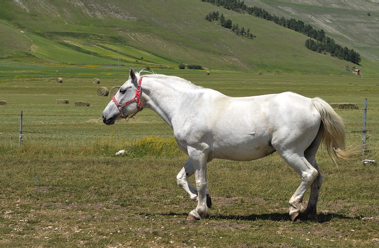 Monti Sibillini